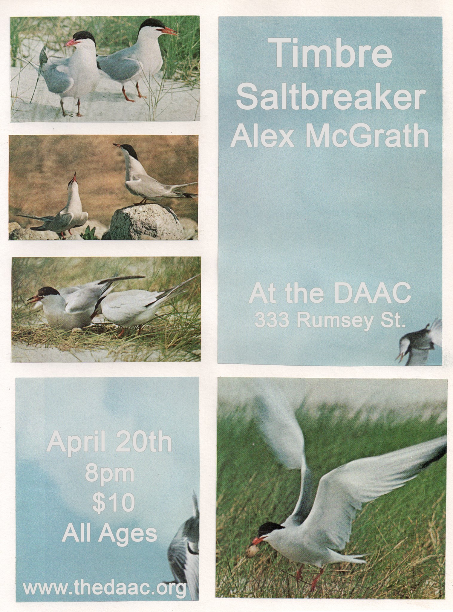 Grid of wildlife photographs of a white and gray shore bird with a black top of the head and orange beak