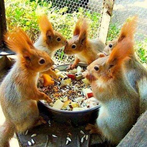 5 cute squirrels gathered around a bowl of food.