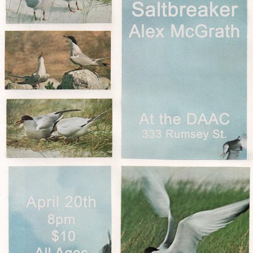 Grid of wildlife photographs of a white and gray shore bird with a black top of the head and orange beak